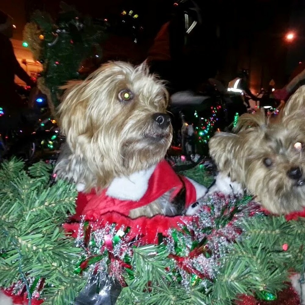 Meet your Posher, Tish